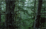 Fond d'écran gratuit de Nature & forêt - Forêt numéro 60115